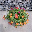 Bild von Portulaca schaal 23cm Actie Mix